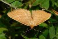 Idaea ochrata
