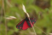 Tyria jacobaeae