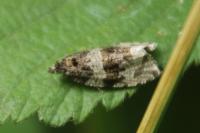 Celypha cespitana