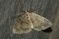 Hydriomena furcata