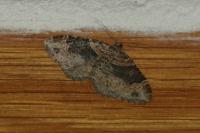 Xanthorhoe ferrugata/spadicearia