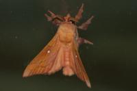 Odonestis pruni