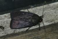 Amphipyra livida