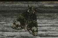 Craniophora ligustri