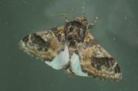 Notodonta tritophus