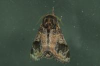 Notodonta tritophus