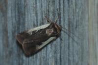 Ochropleura plecta