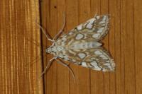 Elophila nymphaeata