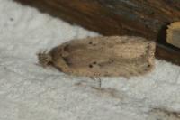 Agonopterix yeatiana