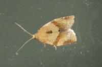 Clepsis consimilana
