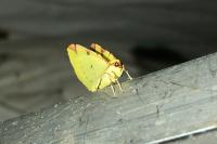 Opisthograptis luteolata