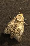 Cossus cossus