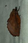 Gastropacha quercifolia