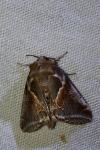 Habrosyne pyritoides