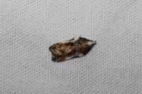 Acleris cristana