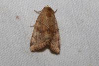 Cosmia trapezina