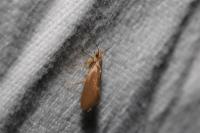 Crassa unitella