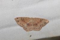Cyclophora porata