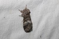 Drymonia querna