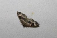 Epirrhoe alternata