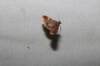 Hypsopygia costalis