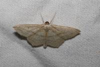 Scopula nigropunctata
