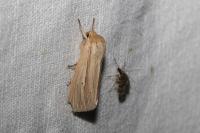 Mythimna impura