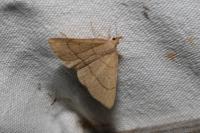 Paracolax tristalis