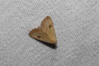 Rivula sericealis