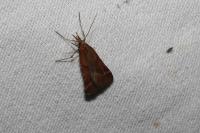 Synaphe punctalis