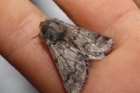 Thaumetopoea pityocampa