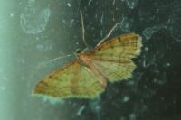Idaea humiliata