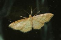 Idaea humiliata