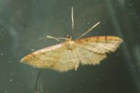 Idaea humiliata