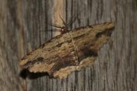Menophra abruptaria