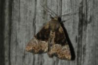 Mesoligia furuncula