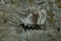 Meganola albula