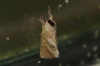 Clostera anastomosis