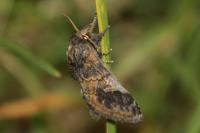 Notodonta tritophus