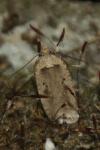 Agonopterix yeatiana