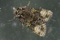 Craniophora ligustri