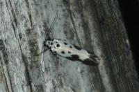 Ethmia quadrillella