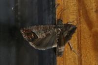 Cydia pomonella