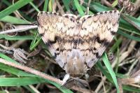 Lymantria dispar
