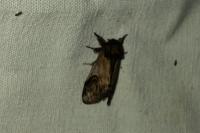 Notodonta ziczac