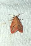 Miltochrista miniata