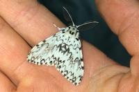 Lymantria monacha