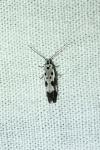 Ethmia quadrillella