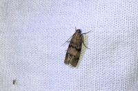 Euzophera pinguis