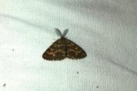 Ematurga atomaria